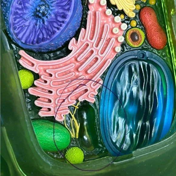 Plant Cell Model by 4D Science - Picture 3 of 6